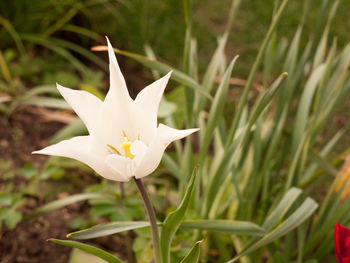 Close-up of white flower growing on plant