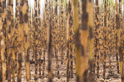 Close-up of bees on ground