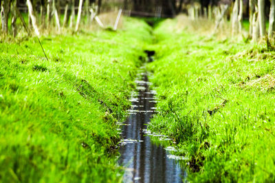 Water flowing in grass