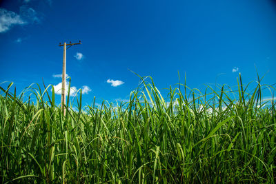 Grass growing on field against clear blue sky