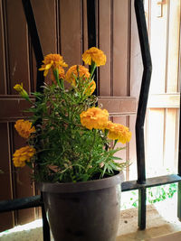 Close-up of yellow flower pot by potted plant