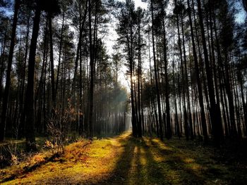 Trees in forest