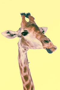Close-up of giraffe against gray background