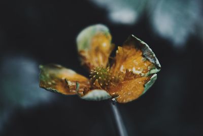 Close-up of wilted flower plant