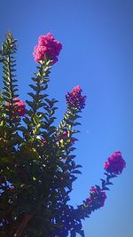 Low angle view of pink flowers blooming against clear sky