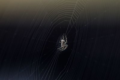 Close-up of spider on web