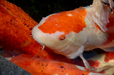 Close-up of orange jellyfish swimming in sea