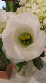 Close-up of white flower blooming outdoors