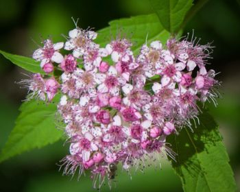 Close-up of pink flowers