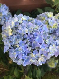 Close-up of purple flowering plant