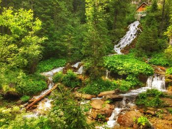 Scenic view of waterfall in forest