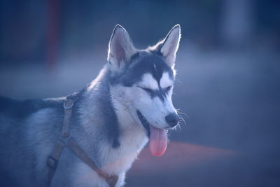 Close-up side view of a dog