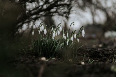 Close-up of flowering plants on field