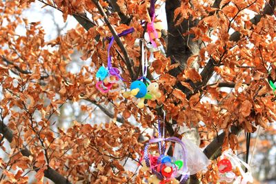 Close-up of multi colored hanging on tree