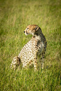 Female cheetah sits in grass turning head