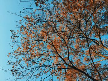 Low angle view of tree against clear sky