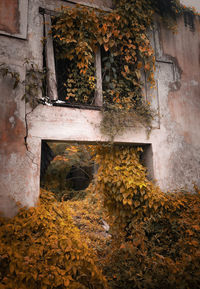 Ivy growing on old abandoned building