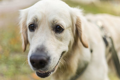 Golden retriever pale young dog close-up