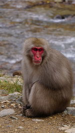 Close-up of monkey