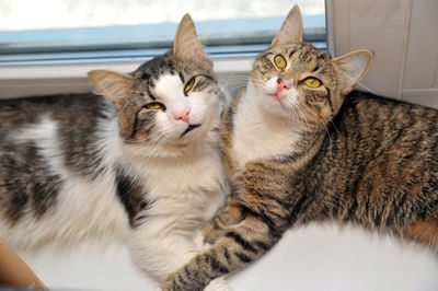 Portrait of cats relaxing at home