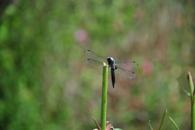 Close-up of dragonfly on plant