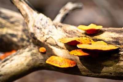 Close-up of plant against blurred background