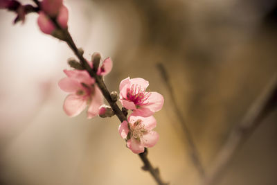 Close-up of pink cherry blossoms in spring