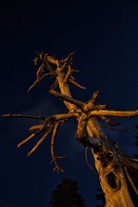 Low angle view of driftwood on tree against sky at night