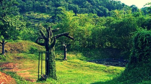 Scenic view of grassy field