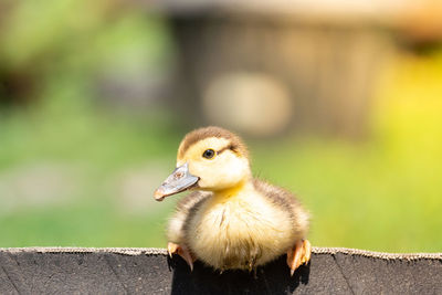 Close-up of a bird