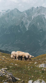 View of sheep on mountain