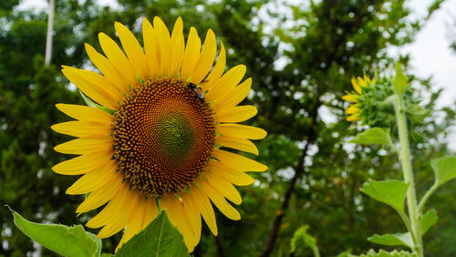 Close-up of sunflower on plant