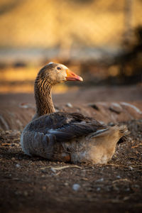 Goose lies facing right in golden light