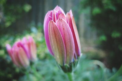 Close-up of pink tulip flower on field