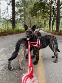 Dog on street amidst trees