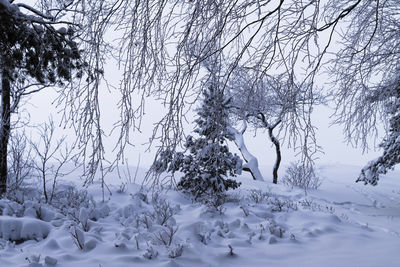 Snow covered trees against sky