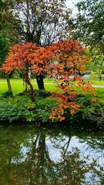 Reflection of trees in water