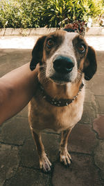 Portrait of dog sitting on footpath
