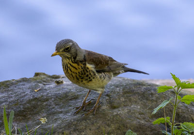 Bird perching on a rock