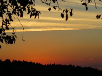 Silhouette of trees at sunset