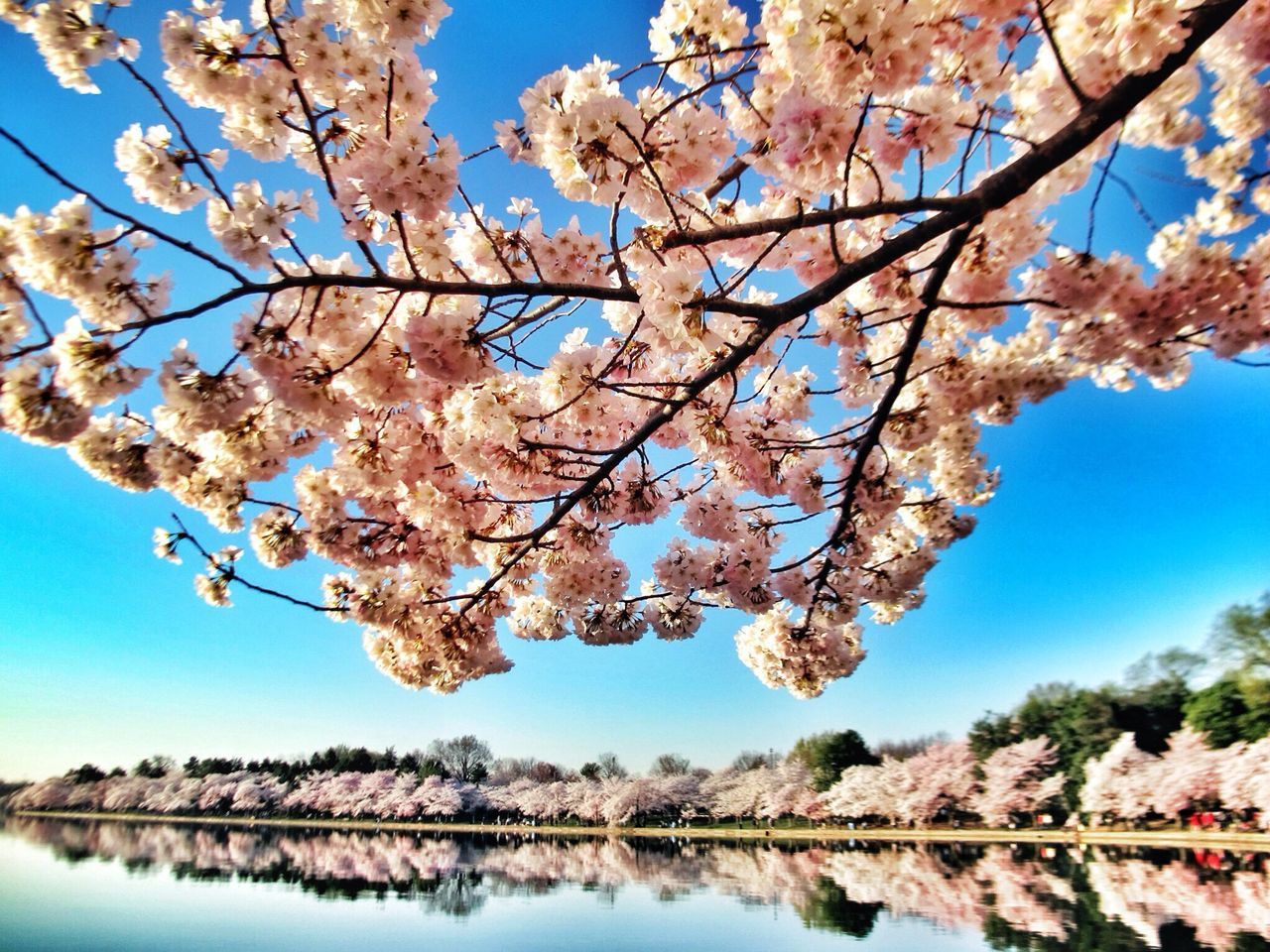 low angle view, tree, blue, flower, branch, growth, clear sky, beauty in nature, nature, freshness, blossom, cherry blossom, sky, tree trunk, sunlight, day, fragility, cherry tree, springtime, season