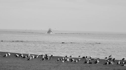 Flock of birds on beach