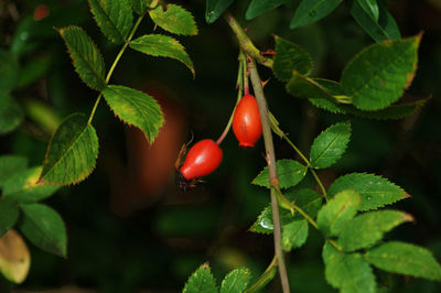 Close-up of red berries growing on tree