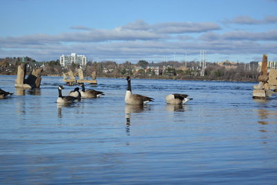 Ducks swimming on lake against sky