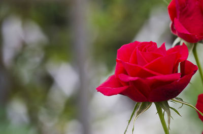 Close-up of red rose blooming outdoors