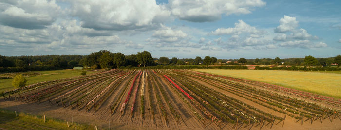 Panoramic view of agricultural field against sky