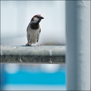 Bird perching on railing against wall