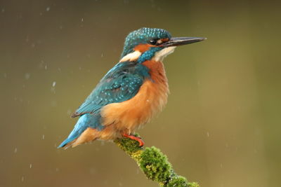 Close-up of kingfisher perching on branch