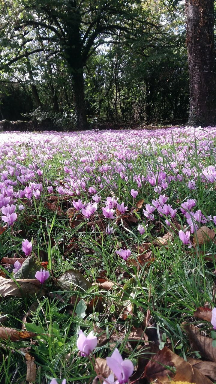 PINK FLOWERING PLANTS ON FIELD