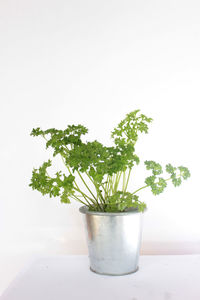 Close-up of flower pot on table